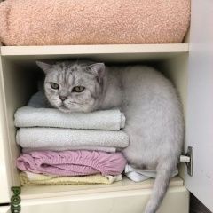 Подробнее об объявлении «Лобня Пропал кот» Фото: пропала кошка Британская короткошерстная «Лобня Пропал кот» в г. Лобня