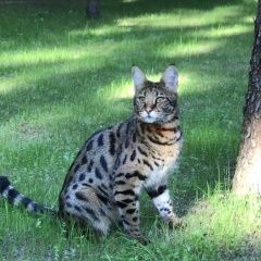 Подробнее об объявлении «Пропала кошка вознаграждение Одинцово» Фото: пропала кошка  «Пропала кошка вознаграждение Одинцово» в г. Одинцово