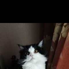 Подробнее об объявлении «Пропал кот Оренбург» Фото: пропала кошка  «Пропал кот Оренбург» в г. Оренбург