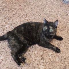 Подробнее об объявлении «Пропала кошка внимание  Москва» Фото: пропала кошка  «Пропала кошка внимание  Москва» в г. Москва