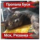 Подробнее об объявлении «Москва Пропала кошка рязанка, кузьминки» Фото: пропала кошка  «Москва Пропала кошка рязанка, кузьминки» в г. Москва