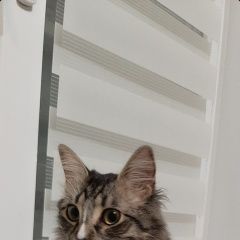 Подробнее об объявлении «Пушкино Пропал кот. в» Фото: пропала кошка  «Пушкино Пропал кот. в» в г. Пушкино