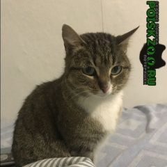Подробнее об объявлении «Пропала кошка Санкт-Петербург» Фото: пропала кошка  «Пропала кошка Санкт-Петербург» в г. Санкт-Петербург