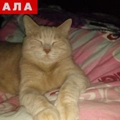 Подробнее об объявлении «Волгоград Пропал кот» Фото: пропала кошка Британская короткошерстная «Волгоград Пропал кот» в г. Волгоград