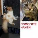Подробнее об объявлении «Пропала кошка 2 кошки Краснодар» Фото: пропала кошка  «Пропала кошка 2 кошки Краснодар» в г. Краснодар