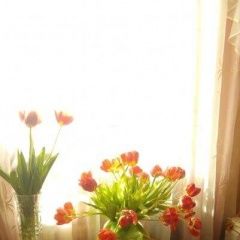 Подробнее об объявлении «Пропал кот Воскресенск» Фото: пропала кошка  «Пропал кот Воскресенск» в г. Воскресенск