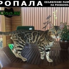 Подробнее об объявлении «Пропал кот бенгальской породы Долгопрудный» Фото: пропала кошка Бенгальская «Пропал кот бенгальской породы Долгопрудный» в г. Долгопрудный