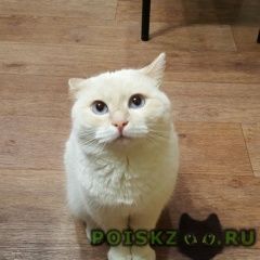 Подробнее об объявлении «Пропал кот Нерюнгри» Фото: пропала кошка  «Пропал кот Нерюнгри» в г. Нерюнгри