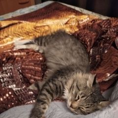 Подробнее об объявлении «Пенза Пропал кот» Фото: пропала кошка  «Пенза Пропал кот» в г. Пенза