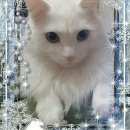 Подробнее об объявлении «Пропал кот Нерюнгри» Фото: пропала кошка Салюки «Пропал кот Нерюнгри» в г. Нерюнгри