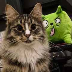 Подробнее об объявлении «Пропал кот пушистый кот Москва» Фото: пропала кошка  «Пропал кот пушистый кот Москва» в г. Москва