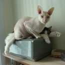 Подробнее об объявлении «Пропал кот Троицк» Фото: пропала кошка Корниш-рекс «Пропал кот Троицк» в г. Троицк