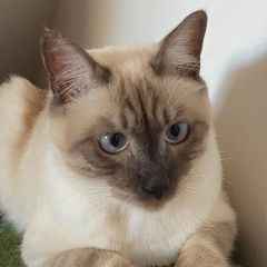 Подробнее об объявлении «Владивосток Пропал кот сиамского окраса по имени руна» Фото: пропала кошка Сиамская кошка «Владивосток Пропал кот сиамского окраса по...» в г. Владивосток