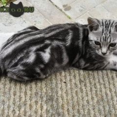 Подробнее об объявлении «Пропала кошка Москва» Фото: пропала кошка  «Пропала кошка Москва» в г. Москва