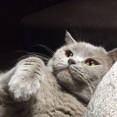 Подробнее об объявлении «Пропала кошка Острогожск» Фото: пропала кошка Британская короткошерстная кошка «Пропала кошка Острогожск» в г. Острогожск