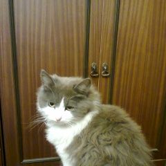 Подробнее об объявлении «Пропал кот Королев» Фото: пропала кошка  «Пропал кот Королев» в г. Королев