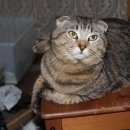 Подробнее об объявлении «Омск Пропал кот» Фото: пропала кошка  «Омск Пропал кот» в г. Омск