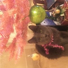 Подробнее об объявлении «Пропала кошка Москва» Фото: пропала кошка Русская голубая «Пропала кошка Москва» в г. Москва