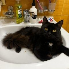 Подробнее об объявлении «Вырица Пропал кот чёрный с пушистым хвостом» Фото: пропала кошка  «Вырица Пропал кот чёрный с пушистым хвостом» в г. Вырица