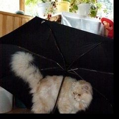 Подробнее об объявлении «Пропал кот Москва» Фото: пропала кошка Персидская «Пропал кот Москва» в г. Москва