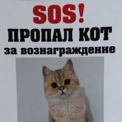 Подробнее об объявлении «Екатеринбург Пропал кот ик» Фото: пропала кошка Британская короткошерстная кошка «Екатеринбург Пропал кот ик» в г. Екатеринбург