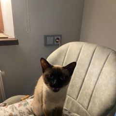 Подробнее об объявлении «Пропала кошка sos Фряново» Фото: пропала кошка Сиамская кошка «Пропала кошка sos Фряново» в г. Фряново