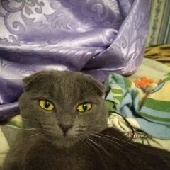 Подробнее об объявлении «Обнинск Пропал кот. дымчатого цвета.вислоухий» Фото: пропала кошка  «Обнинск Пропал кот. дымчатого цвета.вислоухий» в г. Обнинск