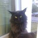 Подробнее об объявлении «Ангарск Пропал кот помогите верните друга в семью» Фото: пропала кошка Мейн-кун «Ангарск Пропал кот помогите верните друга в семью» в г. Ангарск