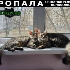 Подробнее об объявлении «Пропала кошка Троицк» Фото: пропала кошка  «Пропала кошка Троицк» в г. Троицк