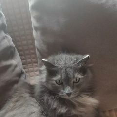 Подробнее об объявлении «Пропал кот Верхняя Пышма» Фото: пропала кошка Сибирская кошка «Пропал кот Верхняя Пышма» в г. Верхняя Пышма