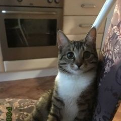 Подробнее об объявлении «Пропал кот Оренбург» Фото: пропала кошка  «Пропал кот Оренбург» в г. Оренбург