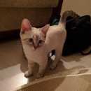 Подробнее об объявлении «Пропал кот рабочая 103 Воскресенск» Фото: пропала кошка  «Пропал кот рабочая 103 Воскресенск» в г. Воскресенск