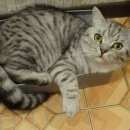 Подробнее об объявлении «Ангарск Пропал кот» Фото: пропала кошка Британская короткошерстная «Ангарск Пропал кот» в г. Ангарск