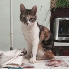 Подробнее об объявлении «Пропала кошка Балашиха» Фото: пропала кошка  «Пропала кошка Балашиха» в г. Балашиха