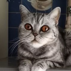 Подробнее об объявлении «Пропала кошка кэти Отрадный» Фото: пропала кошка Британская короткошерстная кошка «Пропала кошка кэти Отрадный» в г. Отрадный
