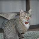 Подробнее об объявлении «Пропала кошка поселок нижний склад Томск» Фото: пропала кошка  «Пропала кошка поселок нижний склад Томск» в г. Томск