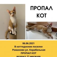 Подробнее об объявлении «Липецк Пропал кот породы питерболд» Фото: пропала кошка Питерболд «Липецк Пропал кот породы питерболд» в г. Липецк