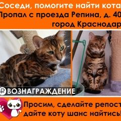 Подробнее об объявлении «Краснодар Пропал кот. бенгальский кот.» Фото: пропала кошка Бенгальская кошка «Краснодар Пропал кот. бенгальский кот.» в г. Краснодар