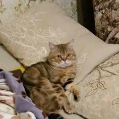 Подробнее об объявлении «Пропал кот   Оренбург» Фото: пропала кошка  «Пропал кот   Оренбург» в г. Оренбург