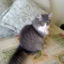 Подробнее об объявлении «Пропала кошка Верхняя Пышма» Фото: пропала кошка  «Пропала кошка Верхняя Пышма» в г. Верхняя Пышма