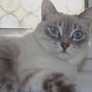 Подробнее об объявлении «Ангарск Пропала кошка  помогите пожалуйста» Фото: пропала кошка  «Ангарск Пропала кошка  помогите пожалуйста» в г. Ангарск