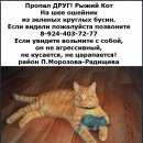 Подробнее об объявлении «Хабаровск Пропал кот» Фото: пропала кошка  «Хабаровск Пропал кот» в г. Хабаровск