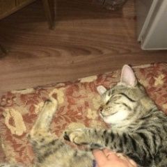 Подробнее об объявлении «Пропала кошка Кущевская» Фото: пропала кошка  «Пропала кошка Кущевская» в г. Кущевская