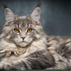 Подробнее об объявлении «Москва Пропала кошка» Фото: пропала кошка Мейн-кун «Москва Пропала кошка» в г. Москва