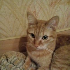 Подробнее об объявлении «Пропал кот молодой кот 4 лет Королев» Фото: пропала кошка  «Пропал кот молодой кот 4 лет Королев» в г. Королев