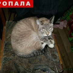 Подробнее об объявлении «Пропала кошка Тюмень» Фото: пропала кошка  «Пропала кошка Тюмень» в г. Тюмень