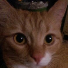 Подробнее об объявлении «Пропал кот рыжий Пушкино» Фото: пропала кошка  «Пропал кот рыжий Пушкино» в г. Пушкино