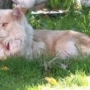 Подробнее об объявлении «Пропал кот мейн кун Немчиновка» Фото: пропала кошка Мейн-кун «Пропал кот мейн кун Немчиновка» в г. Немчиновка