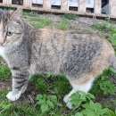 Подробнее об объявлении «Пропала кошка вознаграждение 1000 р Воскресенск» Фото: пропала кошка  «Пропала кошка вознаграждение 1000 р Воскресенск» в г. Воскресенск