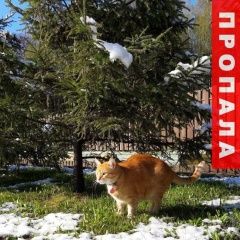 Подробнее об объявлении «Химки Пропал кот рыжий ивакино» Фото: пропала кошка  «Химки Пропал кот рыжий ивакино» в г. Химки